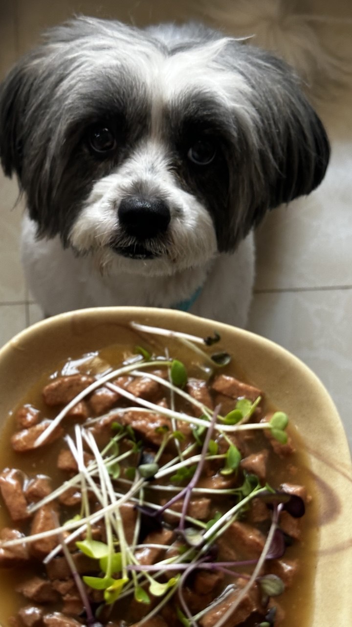 Dog with microgreens