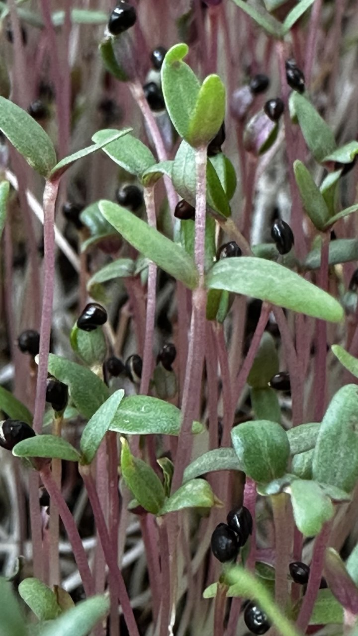 image7